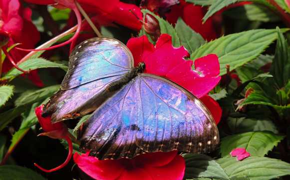 花丛里的美丽蝴蝶