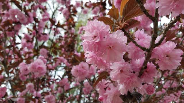 开满枝头的粉色樱花