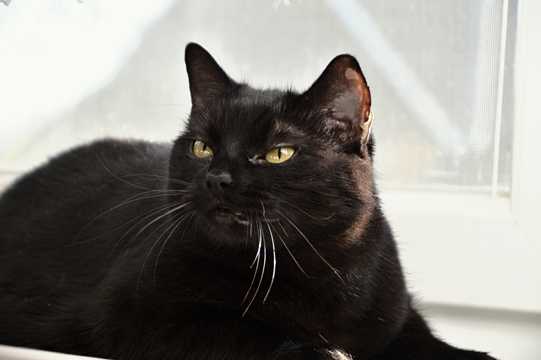 冷艳黑色小猫图片