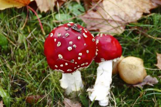 红色蘑菇高清图片