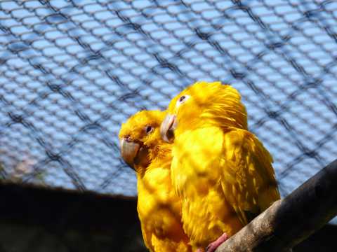 黄色接吻鸟图片
