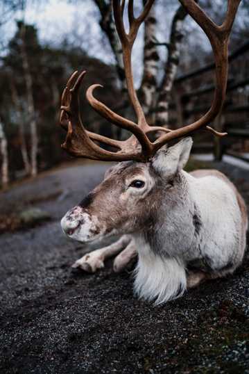 芬兰丛林驯鹿图片