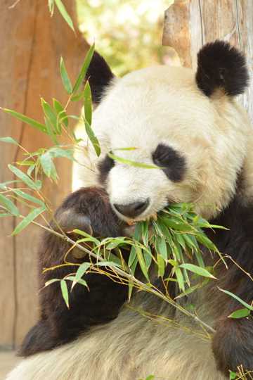 正在吃竹叶的大熊猫图片