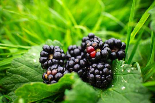 黑莓浆果拍摄图片