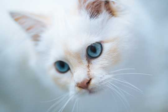 可人白色小萌猫图片