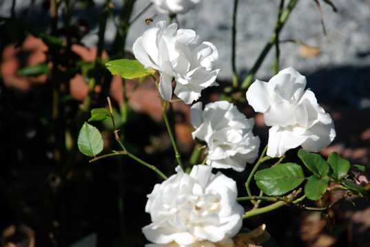 高清白玫瑰花图片