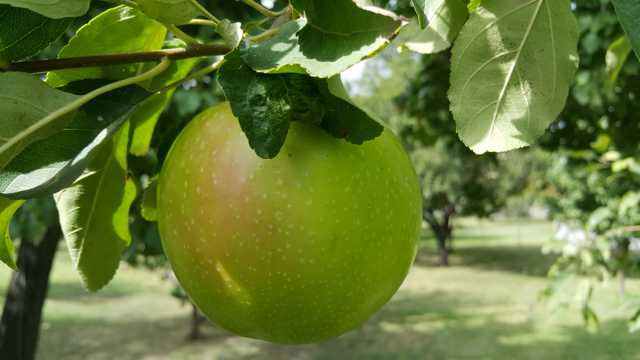 果园青苹果近景图片