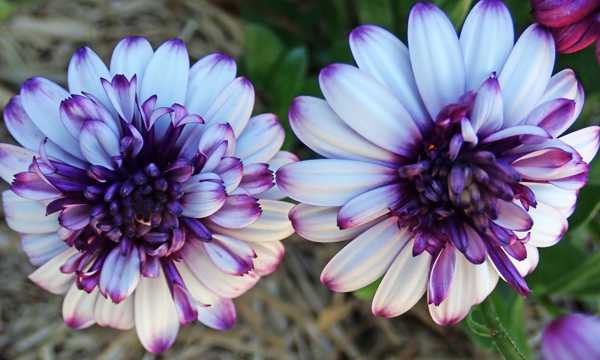 紫色雏菊花卉图片
