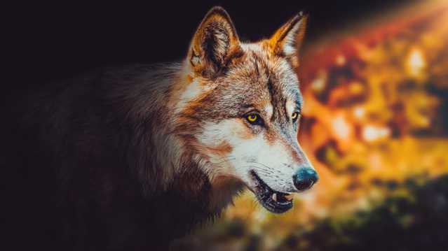 野性十足的野狼图片