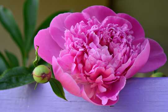 粉色微距牡丹鲜花图片