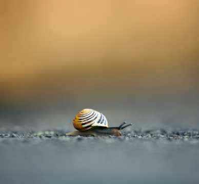 白唇蜗牛地上爬行图片