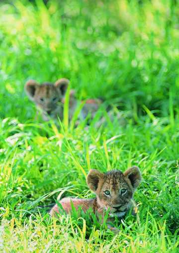 草丛里的狮子幼崽