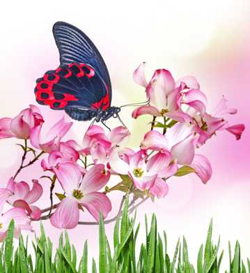 粉色热带鲜花蝴蝶图片