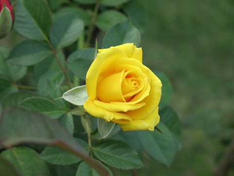 一朵黄玫瑰照相图片