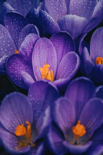 紫色微距水仙花