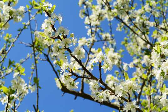 春季苹果树开花图片