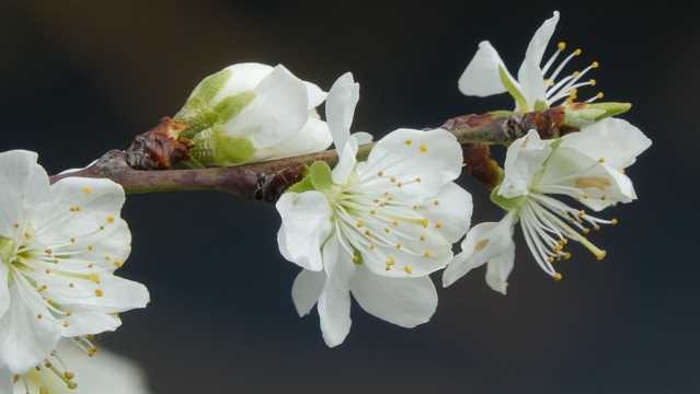 早春白色樱花图片
