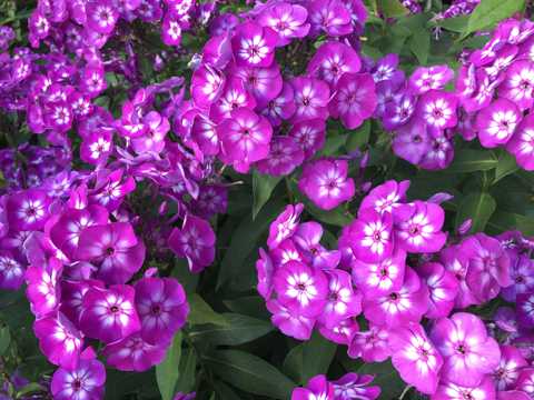 紫色鲜花绽放图片