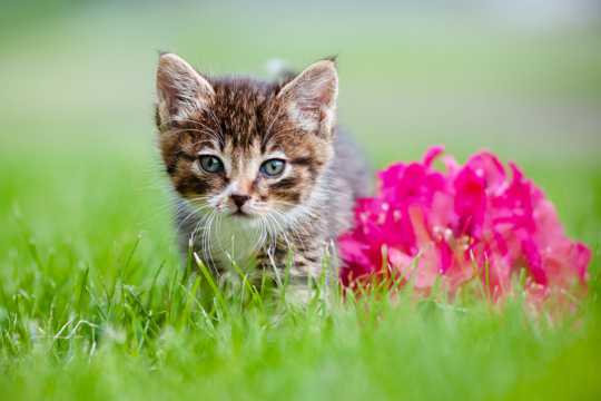 草场乖巧小猫图片