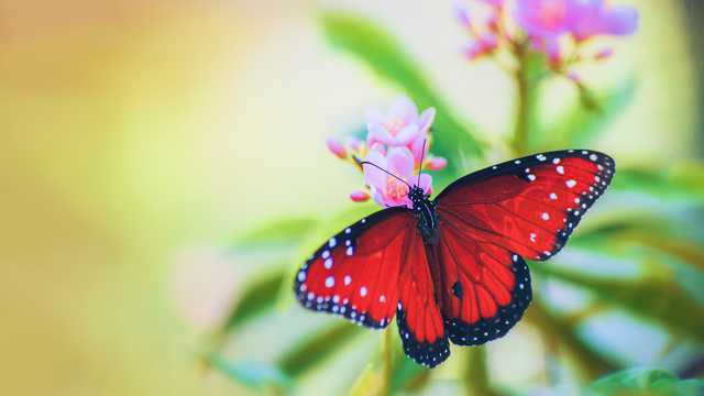 优美的红色蝴蝶图片