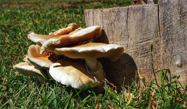 野生木材蘑菇图片