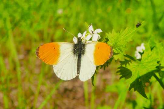 橙色蝴蝶高清图片