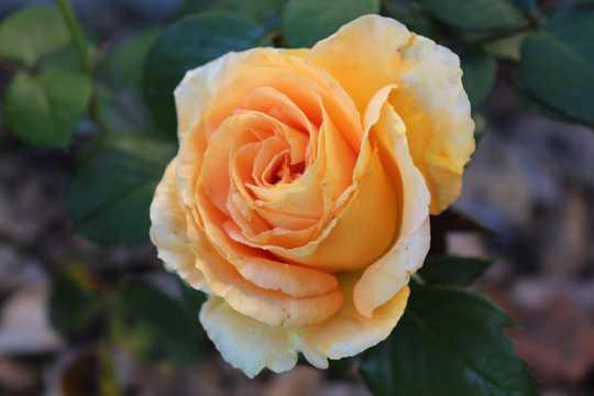 单支黄玫瑰真花图片