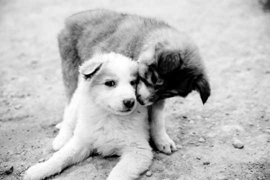 两只狗狗亲吻图片