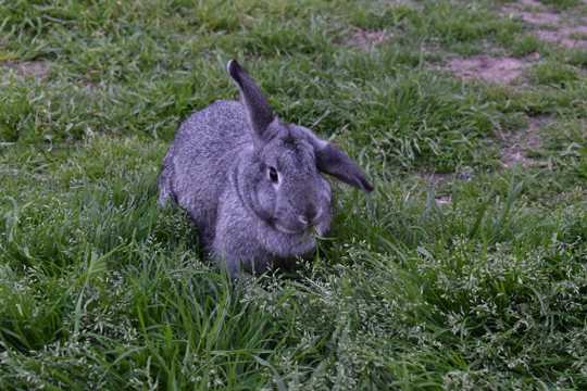 灰兔子吃草图片