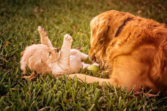 母金毛犬和幼犬图片