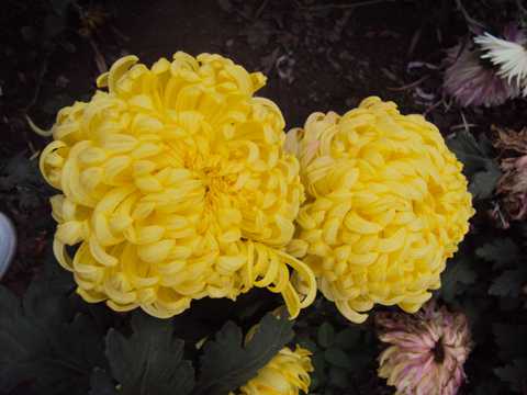 黄色菊花高清图片