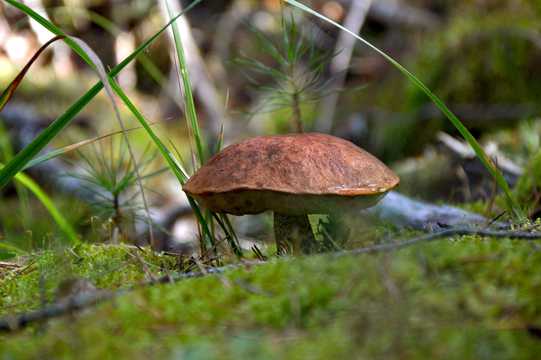 原野真菌蘑菇图片