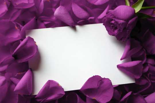 紫红色玫瑰花图片