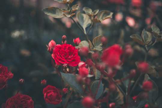 红玫瑰花朵唯美图片