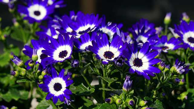 紫色野菊花开花图片