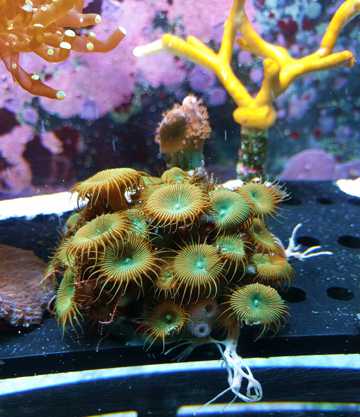 深海水族馆珊瑚图片