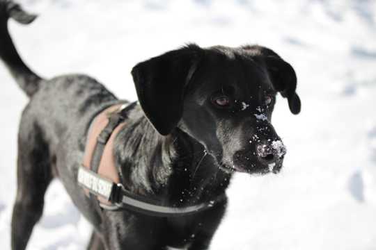 纯黑的拉布拉多犬图片