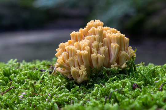 珊瑚状蘑菇图片