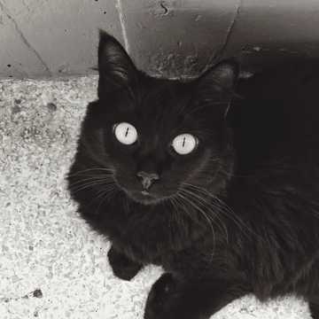 黑色萌宠猫瞻仰图片