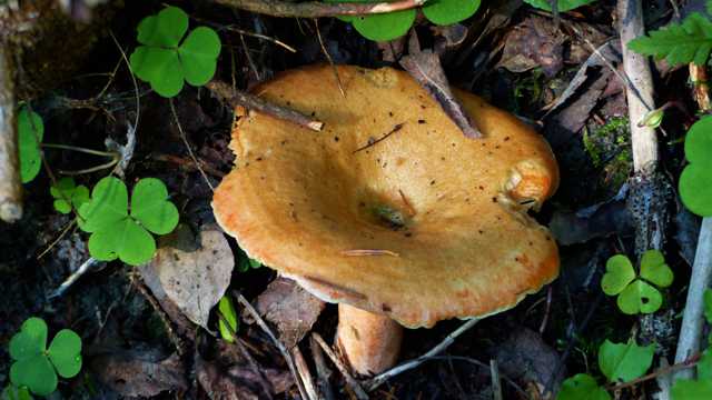 树林真菌蘑菇图片