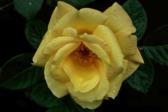 黄玫瑰花卉拍照图片