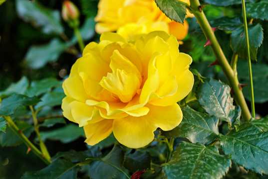瑰丽黄玫瑰花卉图片