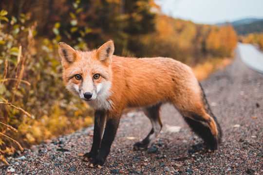 红狐狸可人图片