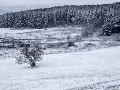 暴雪覆盖下挺拔的松树图片