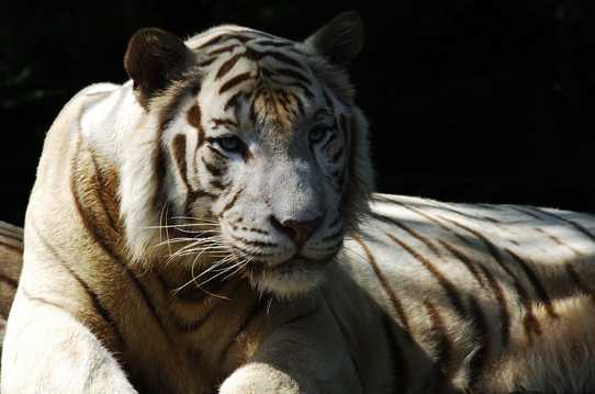 非洲凶猛老虎图片