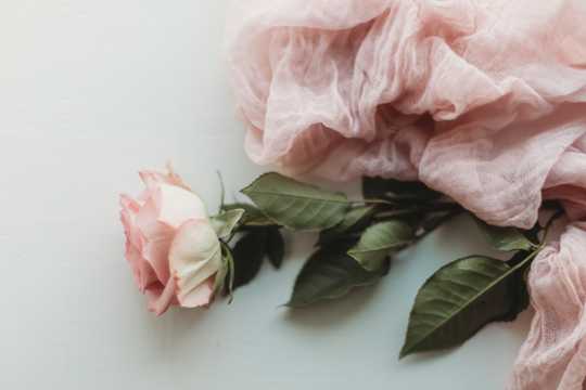 一枝粉色玫瑰花图片拍照