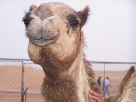 可人的骆驼图片