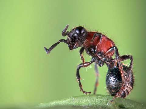 微拍山蚂蚁图片