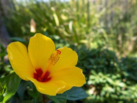 黄色木槿花卉图片