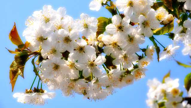 春季白色樱花图片